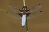 IMG_1800 Libellula depressa male